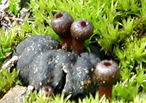 Severely decayed blueberry with small fungal bodies emerging from surrounding ground. Fungus is mushroom-shaped but has a hole at the center of the cap.