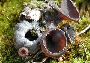 Severely decayed blueberry on ground surrounded by fruiting bodies of fungus. Fungus is semi-translucent, brown and salmon tinged when sunlight shines through it. Fungal bodies are unfurled, are Y-shaped with recurved edges.