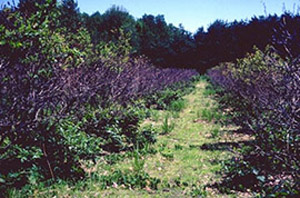 Blueberry row with uniformly dead upper branches. Lower branches appear healthy and green.