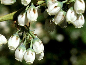 Cluster of healthy white blueberry blossoms with pale green flower bases. Tops of white blossoms have 1-2 little holes bordered by browned tissue.
