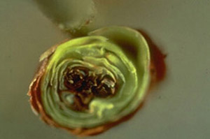 Cross-section of bud showing healthy green outer layers and three black buds in center.