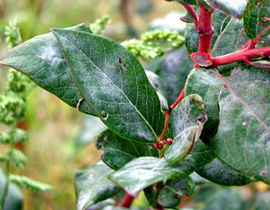 Blueberry leaf surface with semi-transparent white-gray patches. Patches most prominent along veins.