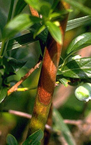 Young blueberry twig with orange fusicoccum canker. Canker is elongated oval form and has ringlike gradation in color intensity. Center is whitish-orange and outer edges are more rust-colored.