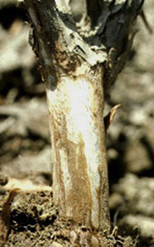Old blueberry cane with brown discoloration under peeling bark.