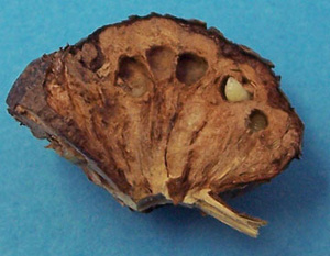 Cross-section of corky gall showing multiple internal chambers. One chamber has a cream-colored sphere inside of it.