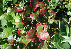 Blueberry bush with cluster of crimson-colored leaves. Crimson leaves appear to stem from same branch, entire branch appears affected. Crimson color is starkly marginal with green venation. Some leaves outside the cluster have paler red patches along leaf margins or in interveinal sections.