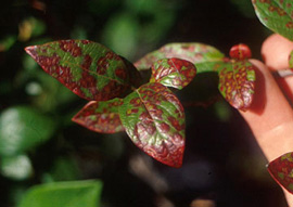 Blueberry marked with red spots. Spots are mostly spherical in shape. Spots are most prominent along leaf margins, some spots are present on central vein.
