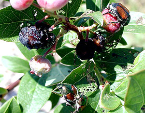 Blueberry cluster. Blueberry skin is shriveled and riddled with little holes. One Japanese beetle perches on a blueberry. Two beetles below cluster are mating on leaf riddled with holes.