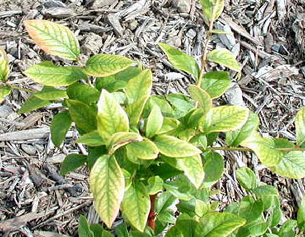 Small blueberry plant with yellow leaves with green veins. Some of the yellow leaves have bronze color along outer margins.