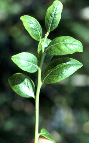 Single young blueberry twig with downward-cupped leaves. Leaves appear smaller in overall size than usual.