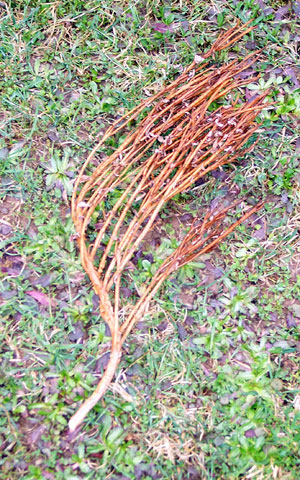 Cut-off blueberry stem. Main stem is S-shaped and has many thin, vertical branches all pointing in the same direction.