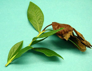 Cut-off blueberry shoo, cut at the upper 4 inches of the branch. Uppermost leaves are dry and brown, lower leaves are healthy and green.