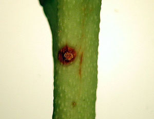 Close-up of blueberry stem with a circular orange mark. Center of orange mark is a hole plugged with orange frass.