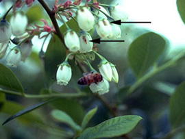 Blueberry flowers with holes at top of blossom and arrows pointing to holes. A honeybee can be seen perched at the top of a blossom, sucking nectar out of the hole made at the top of the blossom.
