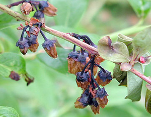 Blueberry blossoms with wilted appearance. Flower calyxes are purple-blue and blossoms are wrinkled and salmon tinted.