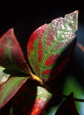 Blueberry leaf with blood red streaking in zebra pattern along entire leaf. Central and main veins are yellow and bordered by green tissue.