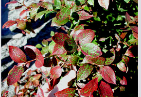 Blueberry branch with crimson leaves. Crimson spotting can range from several marginal spots on a shiny green leaf, to leaves with almost uniform red color with small green patches. Red coloration appears to only be distributed in circular shape. Leaf veins remain green the longest, especially at base of leaf.