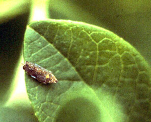 Blueberry leaf with small, brown, mottled insect with trapezoid body shape. Insect viewed from above.