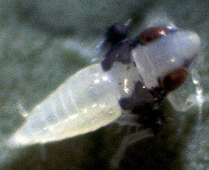 White, soft-bodied insect viewed from above. Leafhopper has red eyes on side of head, sharp triangular abdomen and triangular head. A black vest-like pattern is on the thorax.