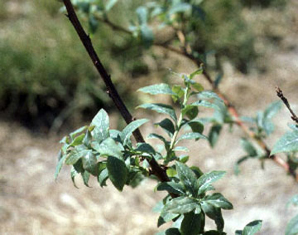 Long blueberry branch. Upper portion of branch is dead, black and bare. Lower branch section has three green leafy twigs growing.