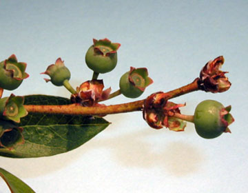 Blueberry branch with lumpy structures resembling warped, closed-up flowers and green, firm, bulbous fruit.