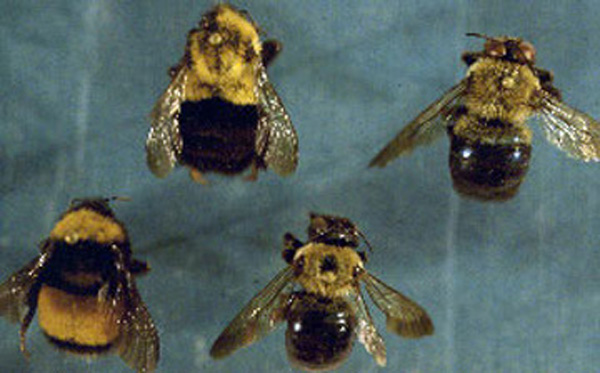Four bees arranged in trapezoid shape. Bees on left side of trapezoid have bright yellow fuzz on thorax and abdomen. Bees on right are less bright yellow and have more prominent head. Bees on right have longer, more elongated wings and do not have any fuzz on lower half of abdomen.