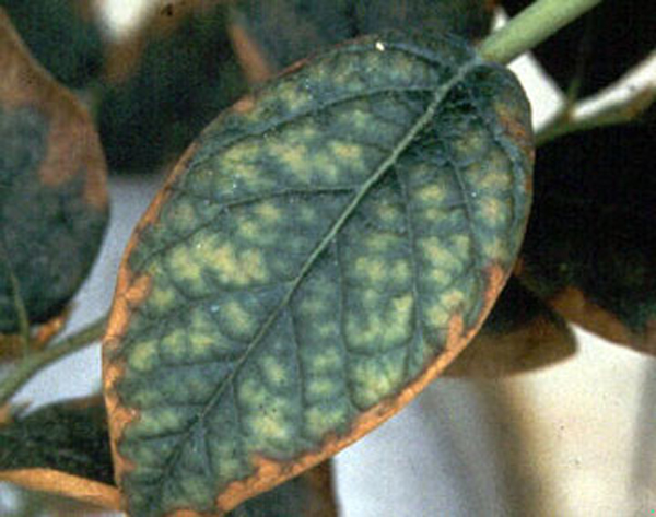 Blueberry leaf with inter-veinal yellowing in main leaf body. Most of leaf is mottled, with leaf tissue alternating between deep blue-green along veins and pale yellow in inter-veinal margins. Edges of leaf are dry and orange-brown. 