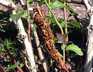 Blueberry branch with large, brown, fibrous swelling along entire length.