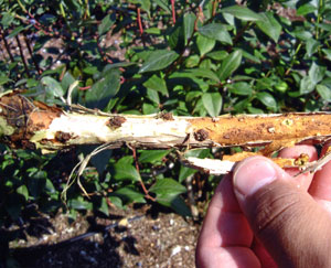 Blueberry stem with bark scraped off to show multiple small brown bumps developing underneath bark.
