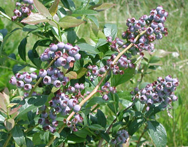 Blueberry bush with heavy crop of unripe berries. Berries are easy to see because few leaves are on branches.