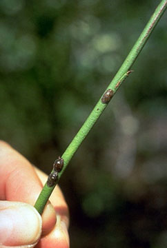 Blueberry stem with three gray, shiny, oval scale insects attached.