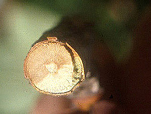 Closeup of infected blueberry twig. Half of the cane is white and greenish surrounding the bark. Half of the cane is dark brown and appears dry beneath the bark.