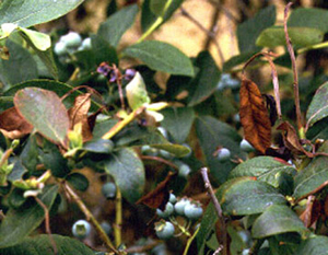 Blueberry leaves and fruit on bush. One blueberry twig is bendy and discolored, and fruiting cluster is wilted and salmon-tinged.