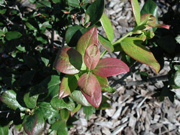 Blueberry shoot with uppermost leaves shiny, unifrom red in color. Veins remain green. 