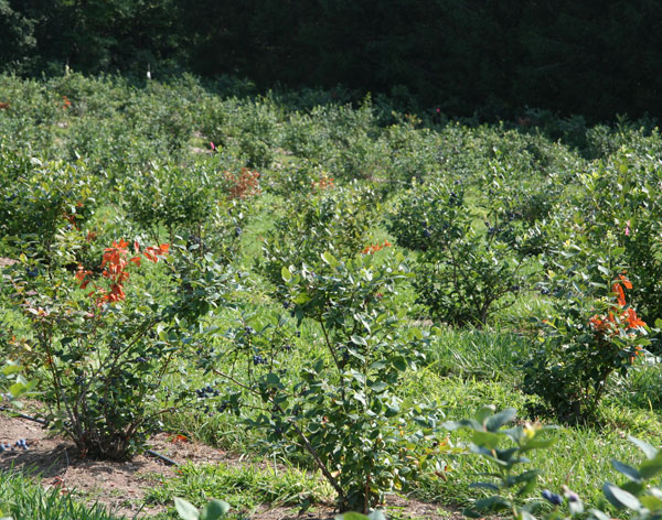 Blueberry planting with several orange-tinted dead branches. Branches have curved "flagging" shape.