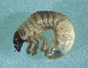Close-up of single grub. Grub is C-shaped and has a dark brown head and three orange legs. The body is fat and cream-colored, appears shiny. 