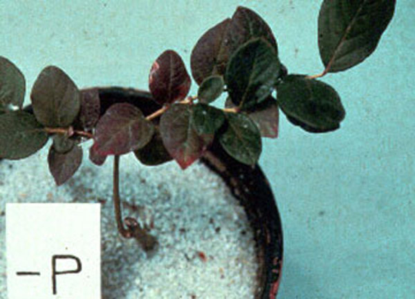 Blueberry plant in pot of sand. Plant is short and has deep purple tinged leaves. Text on image says "minus P"