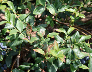 Blueberry plant with orange, dead leaves covered in small lacy holes.