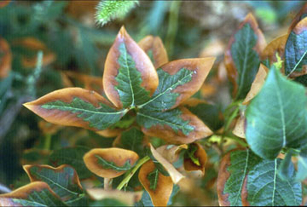 Blueberry leaves with dry, brown tissue along leaf edges. The border between healthy green tissue and browned tissue is sharp, but pattern of browning is irregular along leaf margin and may extend far into the leaf towards the central vein.