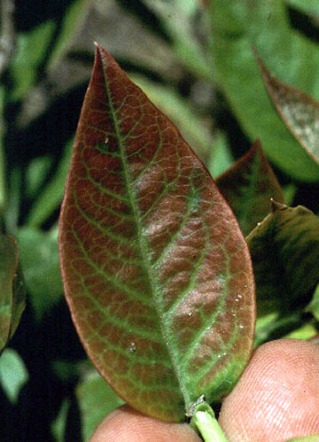 Blueberry leaf with maroon coloration and green veins. Red color is deepest at tip of leaf. 