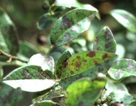 Blueberry leaf with angular and spherical spots on leaf surface. Spots are reddish-brown in color. No white discoloration is visible.