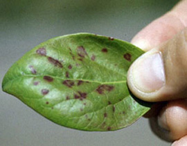 Green, shiny blueberry leaf with random pattern of circular and angular spots. Spots are red-brown and scattered across leaf without any discernible pattern.
