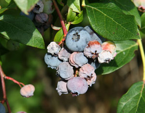 Cluster of ripe blueberry fruit. Numerous berries are shrunken and shriveled. Shriveled berries are either gray-blue, or blue with orange-colored sections.