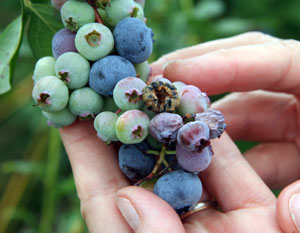 Cluster of ripe and unripe blueberries held in hands. Several berries in cluster are shriveled, and one has striped appearance when viewed from above from blossom end. Striped berry has alternating streaks of dark blue and pale, pithy orange.