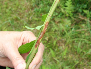Young green cane with uneven red-brown marks. Marks are quasi-elliptical and do not circle entire stem.