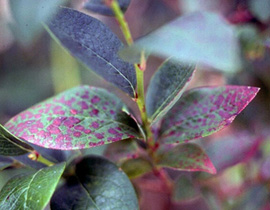 Blueberry leaf with circular purple-red spots on leaf surface. Some spots are merged to form blobby red areas.