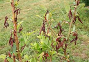 Blueberry stems with irregularly distributed healthy and dead leaves. Approximately 60% of leaves are dry, brown, and shriveled. Remaining healthy leaves are green-yellow. No obvious pattern can be fitted to dead leaf distribution, but stems nearby affected branch appear entirely healthy.
