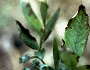 Blueberry leaf with brown, necrotic tissue along outer margin of leaf.