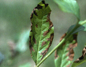 Blueberry leaf with necrotic brown patches along outer leaf margins.