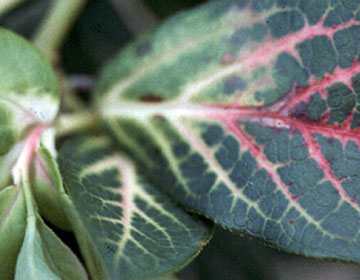 Close-up of blueberry leaf base. Veins at leaf base are white, but turn purple-red halfway towards the tip of leaf.